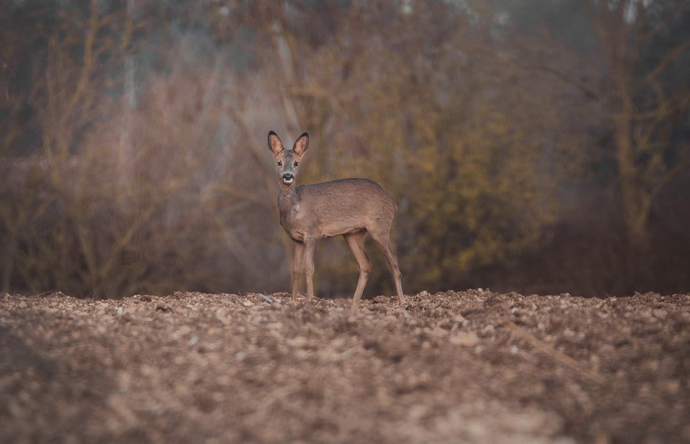 Manon Knasko Photographies